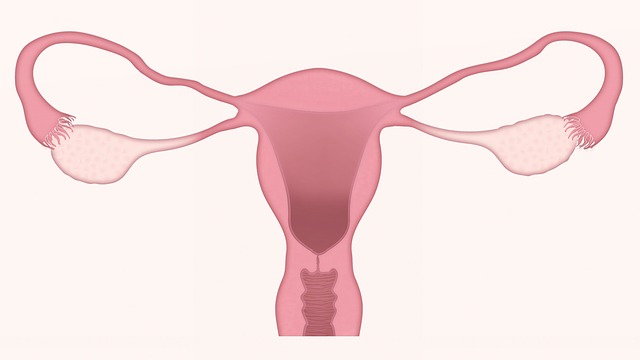 不妊検査②　子宮卵管造影検査（HSG)